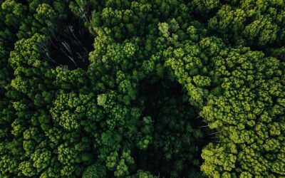 why Rainforest Alliance certification matters for coffee